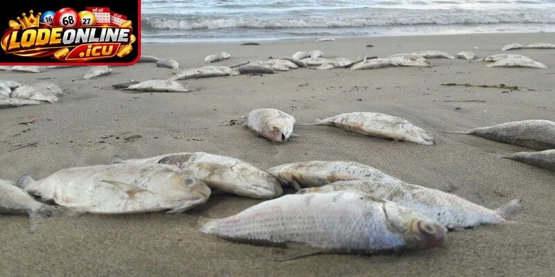 Tìm số đề khi mơ thấy cá chết