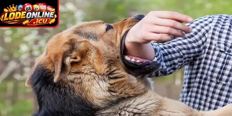 Lý do nên giải mã chi tiết giấc mơ thấy chó cắn