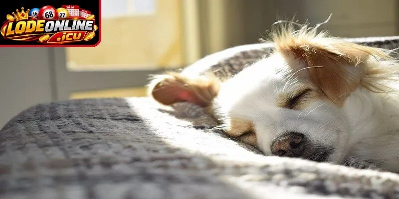 Giấc mơ thấy chó chết ẩn chứa nhiều thông điệp tốt xấu