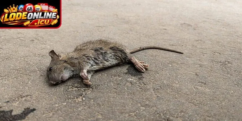 Mơ thấy chuột chết cả đàn là giấc mộng thường gặp